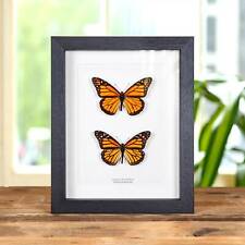 Monarch Taxidermy Butterfly Male and Female Pair Frame (Danaus plexippus) picture