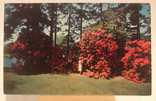 Vintage Postcard- Rhododendrons in American International Gardens- Portland, Or picture