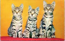 c1950's Three Short Hair Kittens, Vintage Chrome Postcard, very nice picture