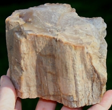 Petrified Wood 2.3 lb, Utah, Good Bark ~4