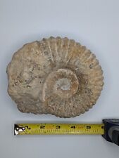 Nice 6” Moroccan Dinosaur-Aged Cretaceous Fossil Mortoniceras Ammonite picture