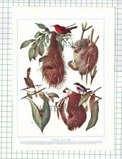 Phillipine Sunbird Cape Penduline Flower Pecker Tailor Birds Nest  c.1920s Print picture