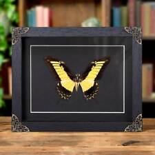 Androgeus Swallowtail Taxidermy Butterfly in Baroque Style Frame (Papilio androg picture