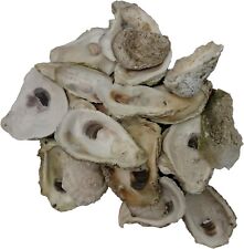 30 Seaside Treasures Oyster Giants - Shells 3