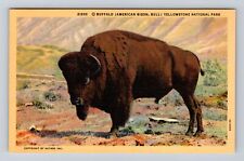 Yellowstone National Park, Buffalo, Series #21202, Antique, Vintage Postcard picture