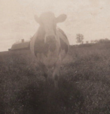 3Z Photograph Artistic Cow Farm Field Bright Exposure  1920-30's  picture