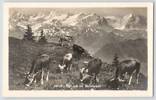 Vintage Real Picture Postcard RPPC Rigi Uno oie Bernerafpen Cows Cattle picture