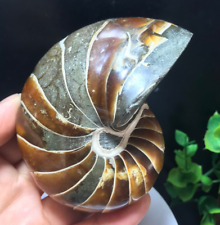 401G 90mm Natural Awesome nautilus ammonite Specimen from Madagascar AA04 picture