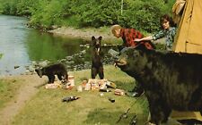 Vintage Postcard 1973 Hey Dad Forget The Babies Going To The Zoo Bear Encounter picture