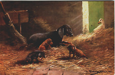 Vintage 1905 Postcard Barn Scene Dog With Puppies and Goose In Hay picture