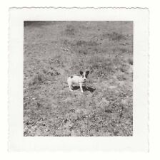 Cute Photo Of Puppy Small Dog Vintage Vernacular Square Snapshot picture