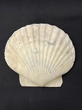 RARE Fossilized SCALLOP Shell From Central Florida - Pliocene Era. picture