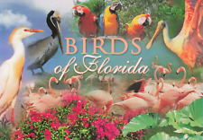 BIRDS OF FLORIDA PARROTT SEAGULL FLAMINGO POSTCARD MIAMI KEY WEST ORLANDO FL picture
