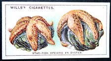 STAR FISH   Vintage 1928 Illustrated Marine Wildlife Card   ED28 picture