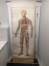 Antique 1952 Life-size Anatomy Circulatory System Medical Poster picture