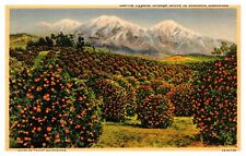 Southern CA California Typical Orange Grove 538 Linen Postcard picture