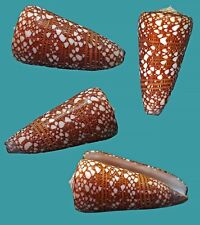 Conus Victor Skinneri, 47.1, Bali Indonesia, NICE COLOR AND PATTERN SELECTED picture