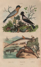 Marteau (Hammerhead shark). Isognomon. Martin birds 1833 old antique print picture