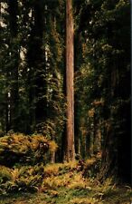 Vintage Postcard- Jedediah Smith Redwoods State Park. Unposted 1970s picture