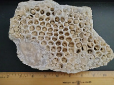 Fossil Coral Calcium Carbonate Polyps - Tampabay Coral  - VERY RARE picture