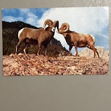 Vintage Postcard RUGGED ROCKY MOUNTAIN SHEEP Natural Color Card Divided back picture