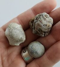Fossil Coral Specimen Lot Of 3 - 35g picture