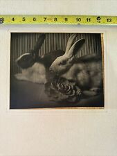 Vintage Photograph By Maurice Bejach : Two Rabbits 1950 Taft Camera Club TAFT Ca picture
