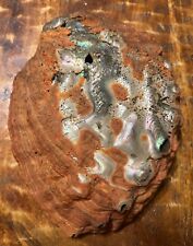 Massive Red Abalone shell very rare picture