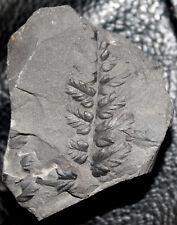 Mariopteris -Small, nice preserved fossil fern. picture