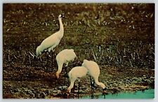 Postcard Whooping Crane - Aransas National Wildlife Refuge - Texas picture