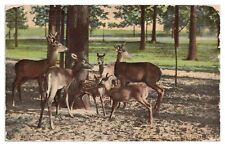 Vintage Deer Park Belle Isle Detroit MI Postcard c1912 Whitetail Deer Herd DB picture