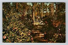 LA-Louisiana, Hodges Gardens, Camellias, Highway 171 Vintage Souvenir Postcard picture