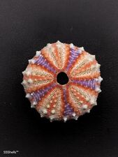 GIANT Coelopleurus granulatus deep sea urchin. 42mm Collectable sea shell #9709 picture