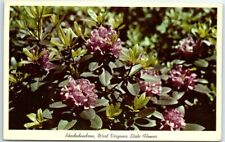 Postcard - Rhododendron, West Virginia State Flower picture