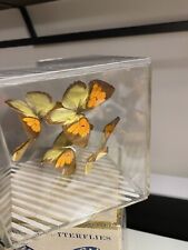 Vintage FLYING BUTTERFLIES Taxidermy In Acrylic Box Display 3D picture