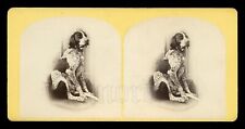 Beautiful 1800s Stereoview Photo of an ENGLISH POINTER Dog picture