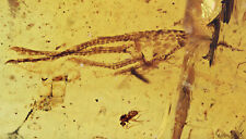 Rare Lizard Foot, Fossil inclusion in Burmese Amber picture
