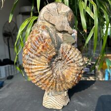 17.05LB Large natural and beautiful ammonite fossils and conch crystal specimens picture