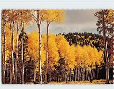 Postcard Golden Aspens Nature Scene picture