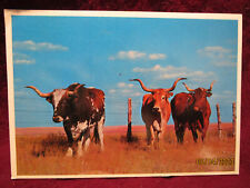 TX Texas Longhorns Cattle Pasture Fence Ranching Postcard picture