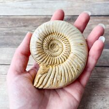 Ammonite (White) Fossil Polished; 162 g Authentic Real picture