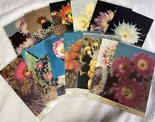 Desert Cactus Flower Postcards Lot Of 14 Vintage Chromes Unused Colorful picture