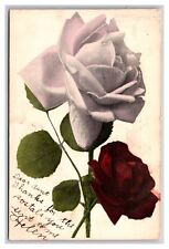 Single White Rose DB Postcard Q24 picture