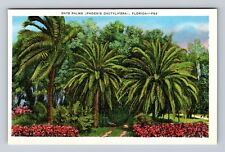 FL-Florida, Date Palms, Antique, Vintage Postcard picture