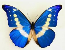 LOT OF 2 MORPHO HELENA MALE A- GOOD CONDITION UNMOUNTED WINGS CLOSED PERU. picture