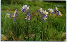 Postcard - The Columbine Flower picture