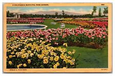 A California Municipal Rose Garden Postcard picture