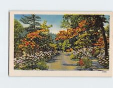 Postcard Nature Road Landscape Scenery USA picture