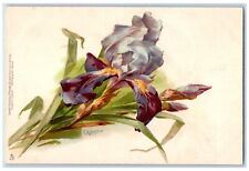 Klein Artist Signed Postcard Flowers Tuck's c1905 Unposted Antique picture