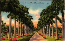Coconut Grove Miami Avenue of Royal Palms Florida Vintage Postcard  picture